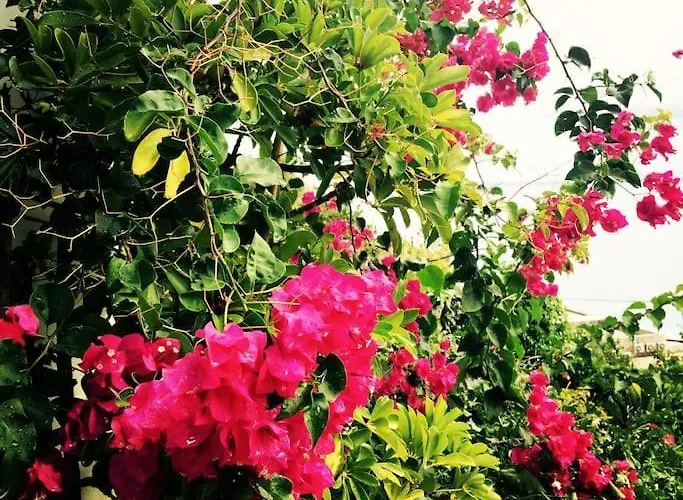 Vista Mare Mela B * Λίπαρι